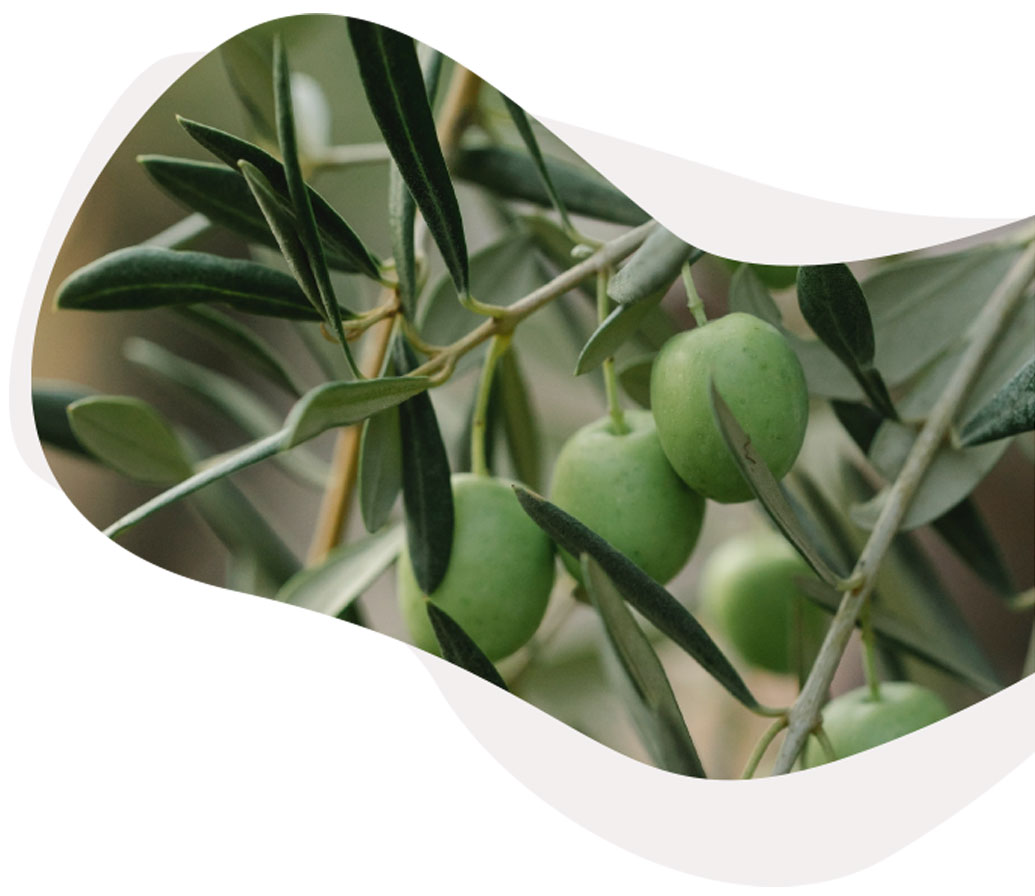 Olive Romanelli Montefalco